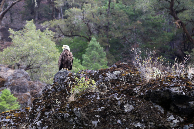 A Bald Eagle is One of the Many Birds You May See on the Rogue River