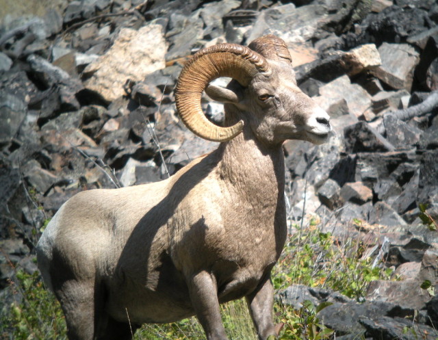 Bighorn Sheep on the Middle Fork of the Salmon